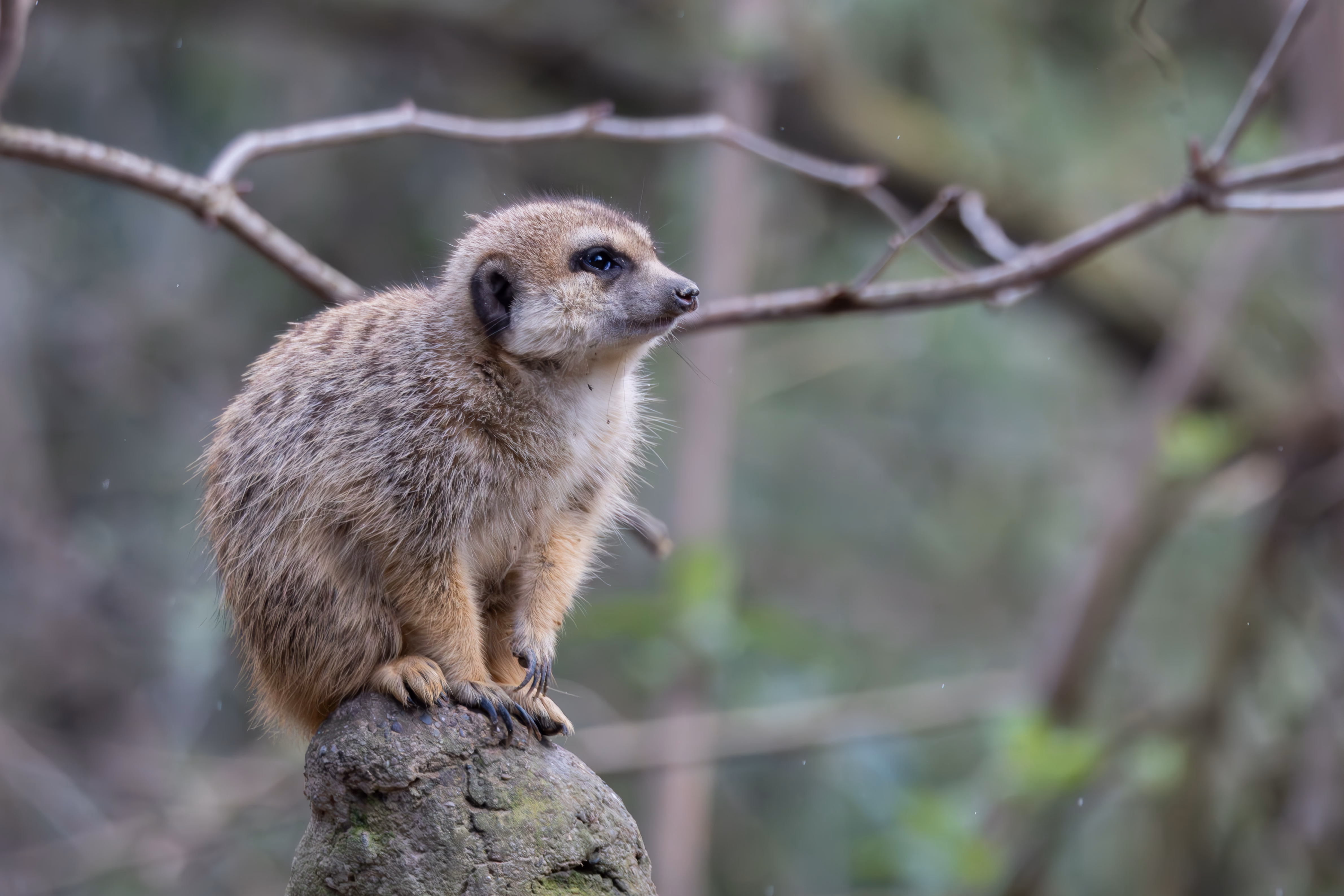 photographie prise au zoo de Mulhouse